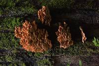 Laetiporus conifericola image