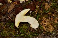 Suillus brevipes image