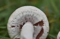 Agaricus campestris image