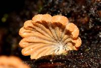 Schizophyllum umbrinum image