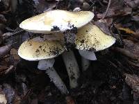 Amanita phalloides image