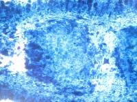 Amanita basii image