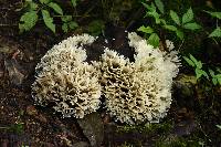 Hydnopolyporus palmatus image