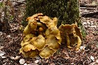 Omphalotus olivascens image