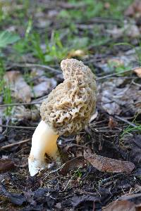 Morchella americana image