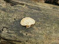 Perenniporia ohiensis image