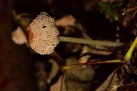 Parasola auricoma image