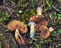 Boletus subvelutipes image