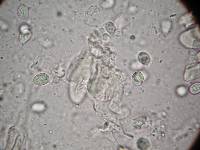 Amanita basii image