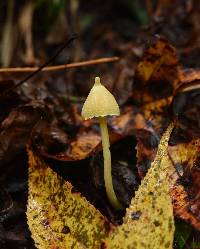 Entoloma murrayi image