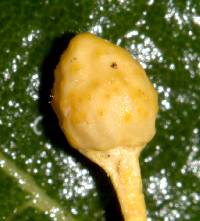 Ophiocordyceps sphecocephala image