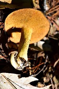 Suillus tomentosus image