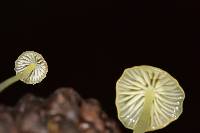 Mycena epipterygia image