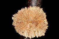 Schizophyllum commune image