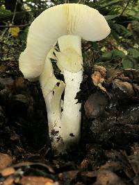 Amanita phalloides image