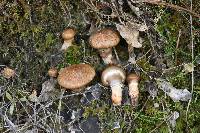 Suillus salmonicolor image