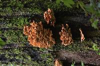 Laetiporus conifericola image