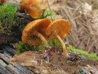 Gymnopilus sapineus image