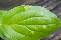 Puccinia coronata image