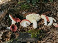 Russula silvicola image