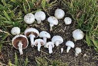 Agaricus campestris image