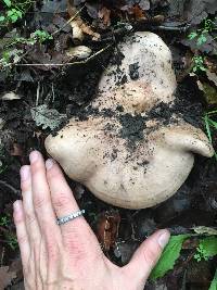 Lactarius argillaceifolius image