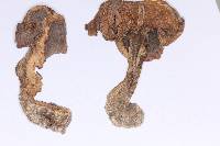 Tricholosporum longicystidiosum image