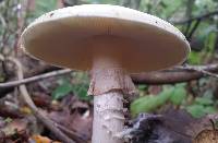 Amanita phalloides image