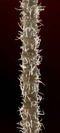 Mycena chloroxantha var. chloroxantha image