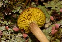 Phylloporus rhodoxanthus image