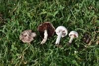 Agaricus campestris image