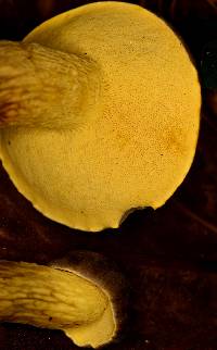 Retiboletus ornatipes image