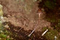 Psilocybe neoxalapensis image
