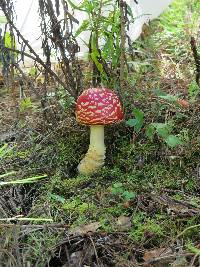 Amanita muscaria subsp. flavivolvata image