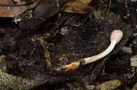 Ophiocordyceps gracilioides image