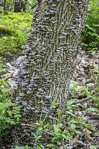 Trametes versicolor image