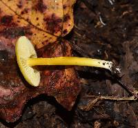 Hygrocybe chlorophana image