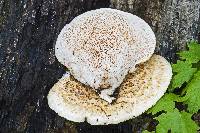 Polyporus squamosus image