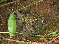 Leptogium javanicum image