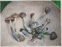 Psilocybe hoogshagenii image