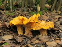 Cantharellus californicus image