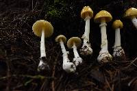 Amanita xylinivolva image