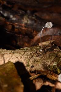 Mycena stylobates image