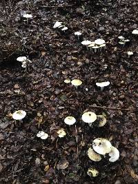 Amanita phalloides image