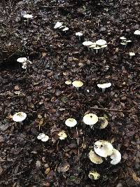 Amanita phalloides image