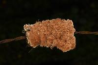 Antrodia malicola image