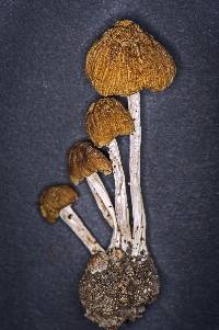 Coprinellus micaceus image