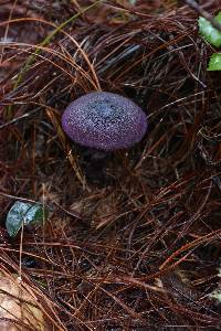 Cortinarius violaceus image