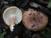 Lactarius xanthogalactus image