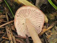 Mycena pura image